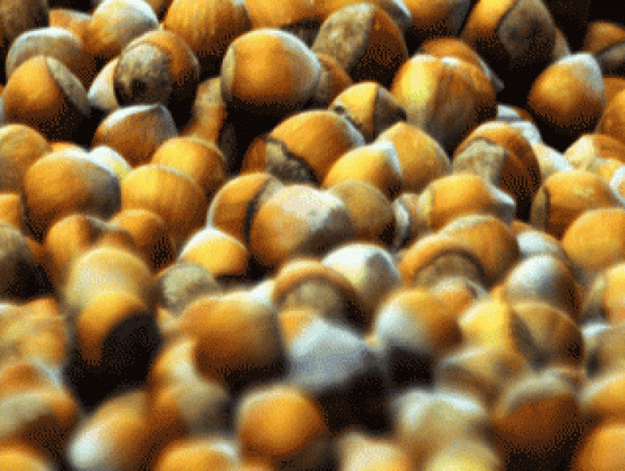 Ordu'da fındık için riskli geceler