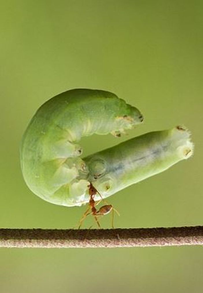 Karınca koca tırtılı sırtında taşıdı