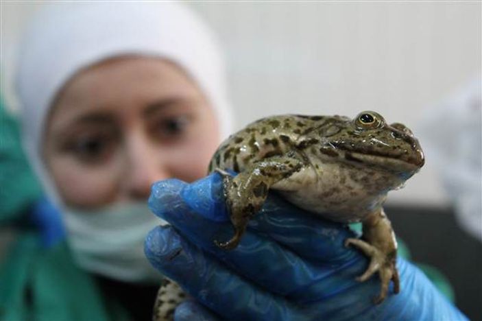 Balıkesirli firma kurbağa ve salyangozu Avrupa'ya satıyor