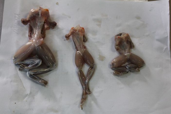 Balıkesirli firma kurbağa ve salyangozu Avrupa'ya satıyor