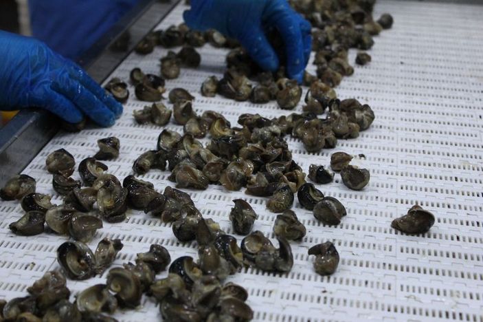 Balıkesirli firma kurbağa ve salyangozu Avrupa'ya satıyor