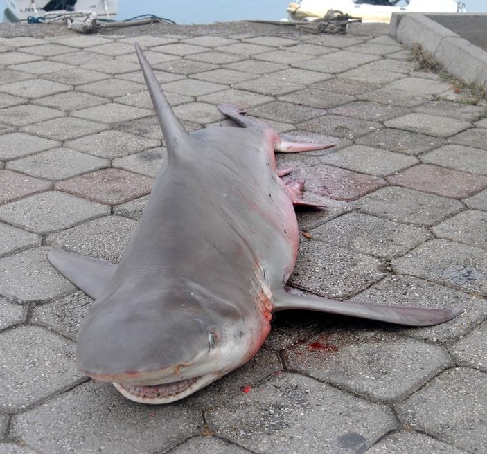 Muğla'da balıkçının ağına köpek balığı takıldı