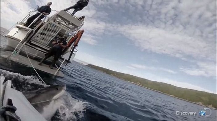 Yeni Zelanda'da çekim yapan ekibe köpek balığı saldırdı