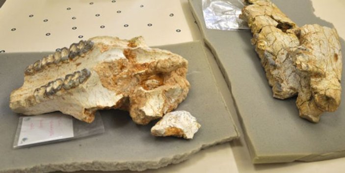Kırşehir'de 8 milyon yıllık hayvan fosilleri bulundu