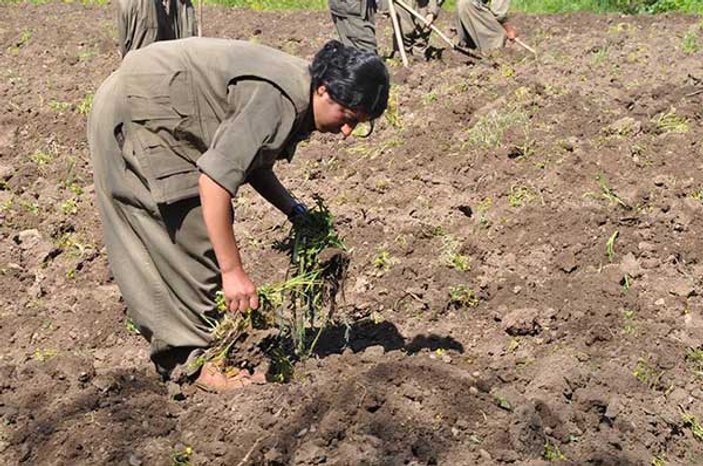 PKK'lıların tarlada çalışırken fotoğrafları ortaya çıktı