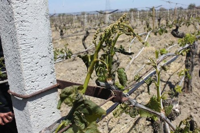 Manisa'da doğal afet: Üzümler dalında kurudu