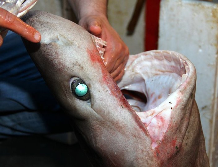 Mersin'de balıkçılar 2,5 metrelik camgöz balığı yakaladı