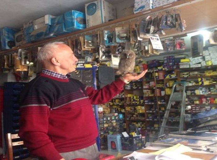 Giresun'da yolunu şaşıran baykuşlar dükkana girdi