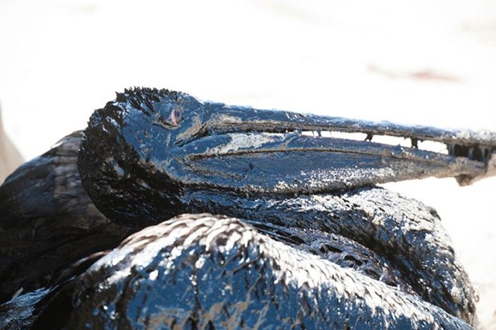 ABD'de 80 ton petrol okyanusa sızdı