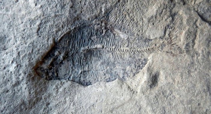 Kanada'da 60 milyon yıllık fosil bulundu