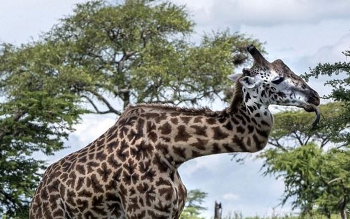 Tanzanya'da görülen boynu kırık zürafa tarihe geçti