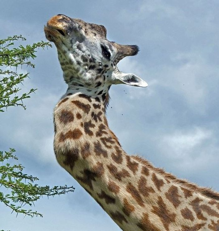 Tanzanya'da görülen boynu kırık zürafa tarihe geçti