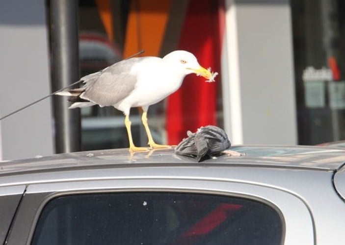 Zonguldak'ta aç kalan martı güvercini yedi