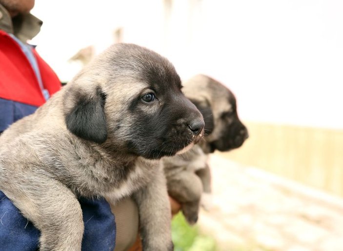 Cumhurbaşkanı Erdoğan'a kangal yavruları hediye edildi