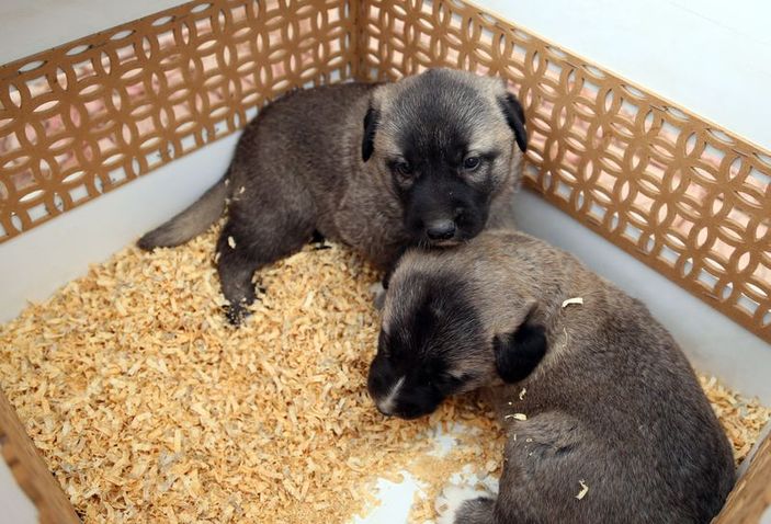 Cumhurbaşkanı Erdoğan'a kangal yavruları hediye edildi