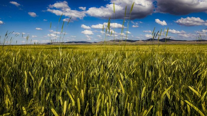 Yağmurun bereketi Konya'da buğday beklentisini arttırdı