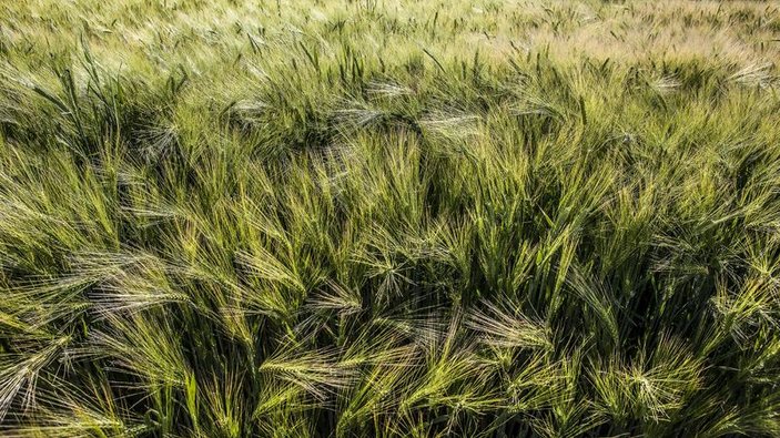 Yağmurun bereketi Konya'da buğday beklentisini arttırdı