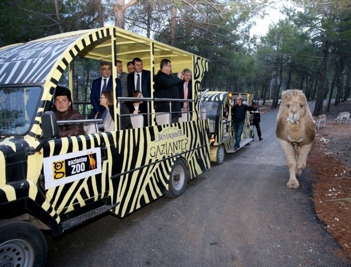 Türkiye'nin ilk safari parkına büyük ilgi gösterildi
