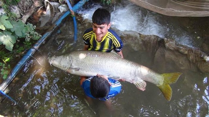 Zap Suyu'nda 1.5 metrelik balık yakalandı