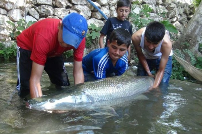 Zap Suyu'nda 1.5 metrelik balık yakalandı