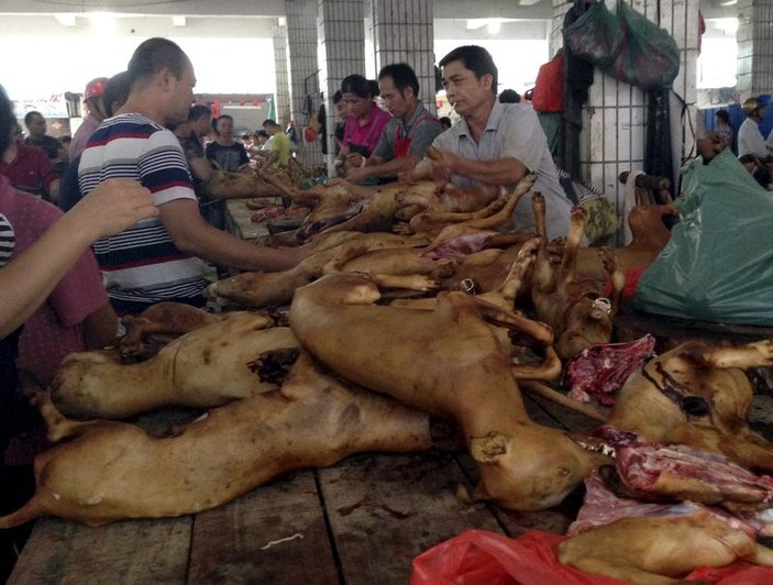 Çin'de köpek yeme festivali yapıldı
