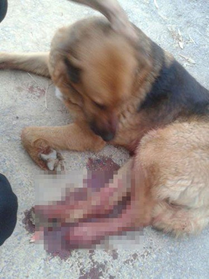 İzmir'de komiser yardımcısı köpek vurdu