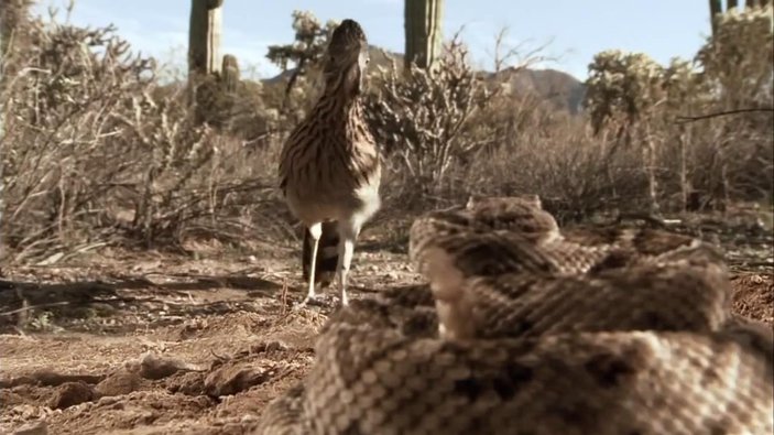 Çıngıraklı yılan ve roadrunner kapışması İZLE