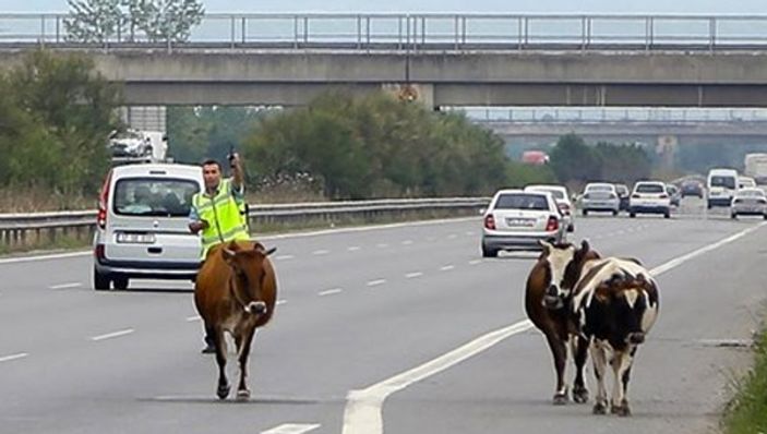 TEM otoyoluna giren inekler trafiği karıştırdı
