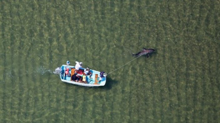 Sahile vuran köpekbalığı büyük uğraşlarla kurtarıldı