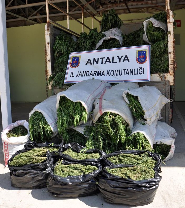 Antalya'da 1 milyon liralık kenevir operasyonu