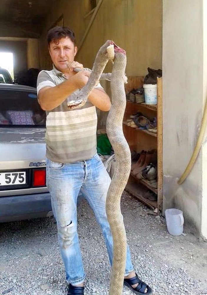 Antalya'da yılanlar evlere yaklaşmaya başladı