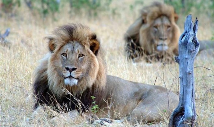 Afrika'nın en ünlü aslanı derisi yüzülmüş halde bulundu