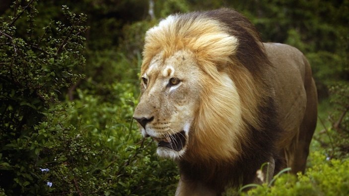Afrika'nın ünlü aslanı Cecil'in katili bulundu