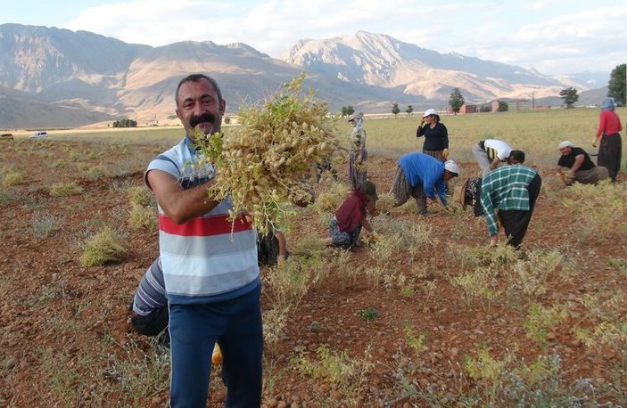 Komünist belediyede hasat zamanı