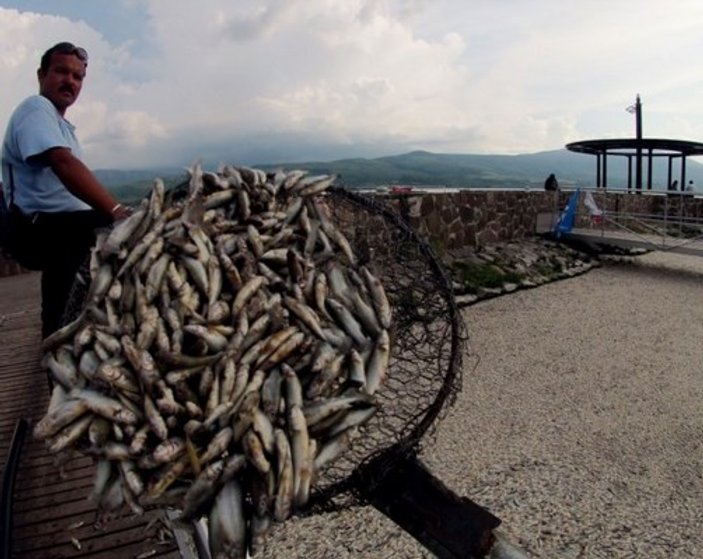Meksika'da 25 ton balık gölün yüzeyini kapladı