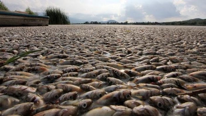 Meksika'da 25 ton balık gölün yüzeyini kapladı