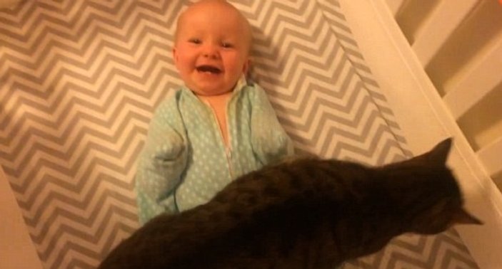 Bebek kediyi görünce çılgına döndü