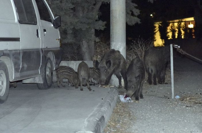Bodrum'da yaban domuzları şehir merkezine indi