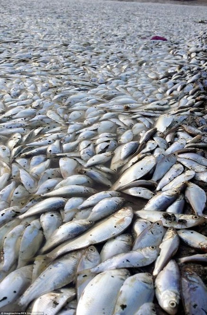 Çin'de siyanür patlaması sonrası binlerce balık öldü