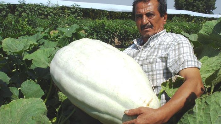 Çiftçi dev acur ve kabak yetiştirdi