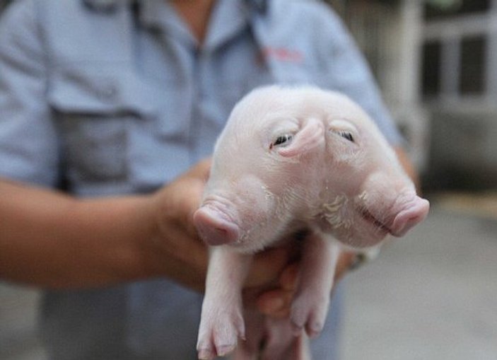 Çin'de iki başlı domuz bulundu
