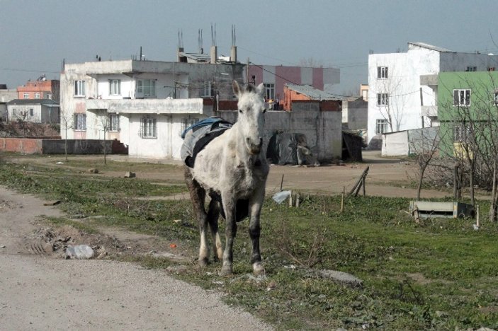 Atların korkulu rüyası yine suçüstü yakalandı