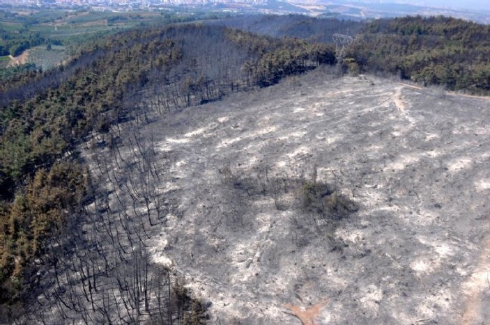Bursa'da büyük orman yangını