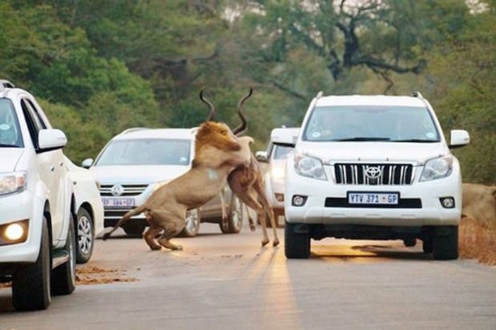 Aslanlar trafiğin ortasında avını parçaladı