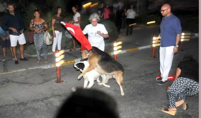 Bodrum'daki Zafer Yürüyüşü'nde köpek paniği: 2 Yaralı