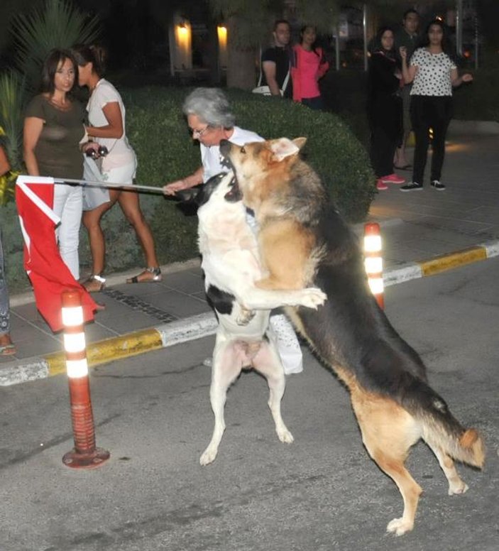 Bodrum'daki Zafer Yürüyüşü'nde köpek paniği: 2 Yaralı