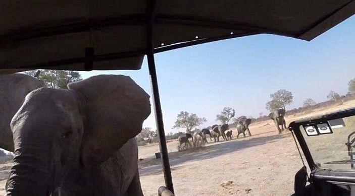 Fil safari aracına saldırdı
