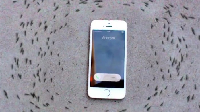 iPhone'un etrafında daire çizen karıncalar İZLE