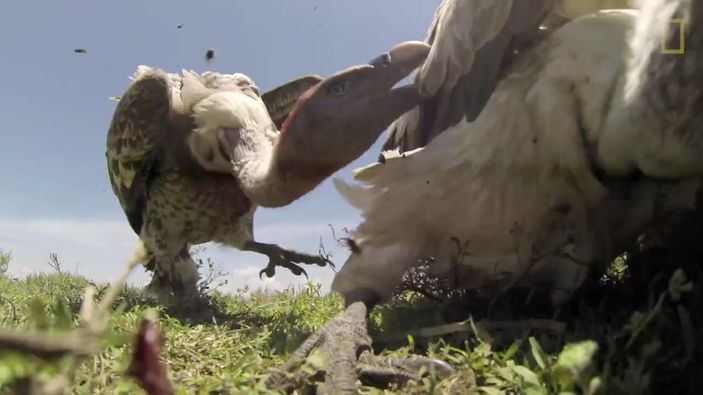 Bir leşin gözünden akbaba saldırısı İZLE