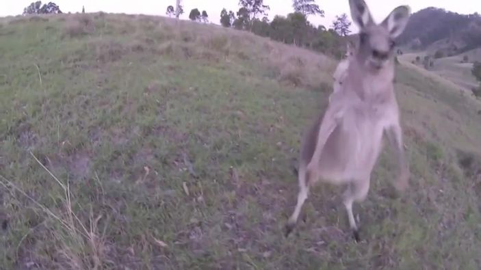 Drone'lara saldıran hayvanlar İZLE